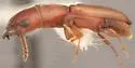 Narthecius striaticeps - photo 2