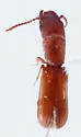 Narthecius striaticeps - photo 3