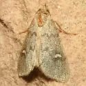 Narthecophora pulverea - Hodges#9731