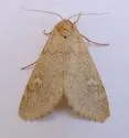 Narthecophora pulverea - Hodges#9731 - photo 2