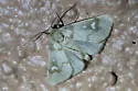 Narthecophora pulverea - Hodges#9731 - photo 4