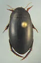 Nartus sinuatus - photo 2
