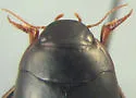 Nartus sinuatus - photo 3