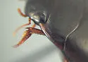 Nartus sinuatus - photo 4