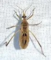 Narvesus carolinensis - Narvesus carolinensis