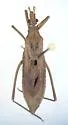 Narvesus carolinensis - photo 2