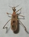 Narvesus carolinensis - photo 3