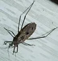 Narvesus carolinensis - photo 4