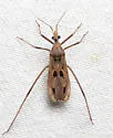 Narvesus carolinensis - photo 5
