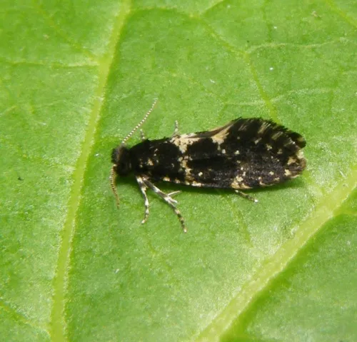 Narycia duplicella