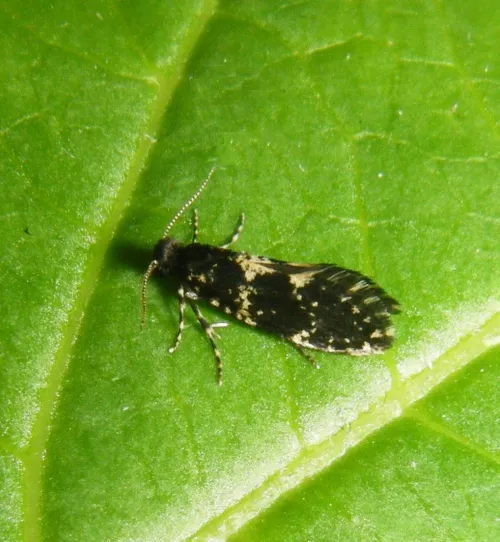 Narycia duplicella - photo 2
