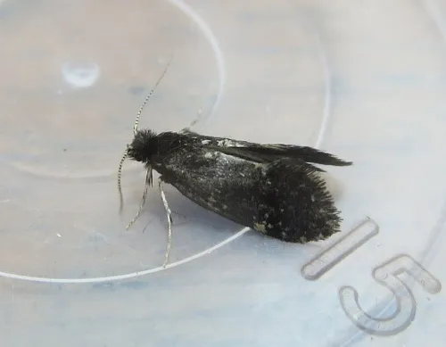 Narycia duplicella - photo 3
