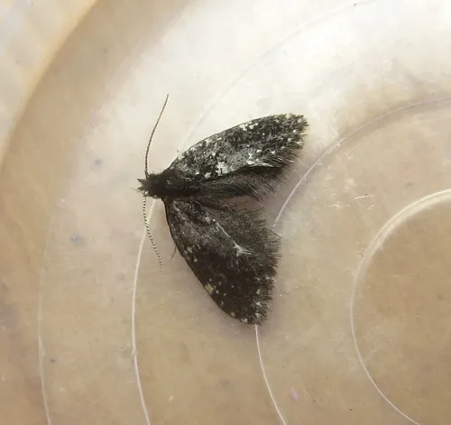 Narycia duplicella - photo 4