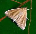 Streaked Orange - Hodges#4937 - Nascia acutellus