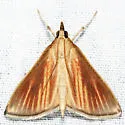 Streaked Orange - Hodges#4937 - photo 3