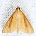 Streaked Orange - Hodges#4937 - photo 4