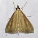 Streaked Orange - Hodges#4937 - photo 5