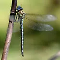 Cyrano Darner