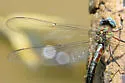 Cyrano Darner - photo 2