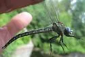 Cyrano Darner - photo 5