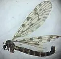 Nasiternella hyperborea - photo 4