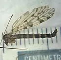 Nasiternella hyperborea - photo 5