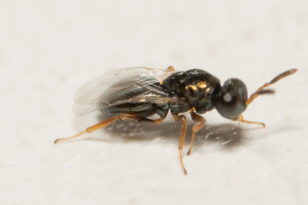 Nasonia vitripennis - photo 3