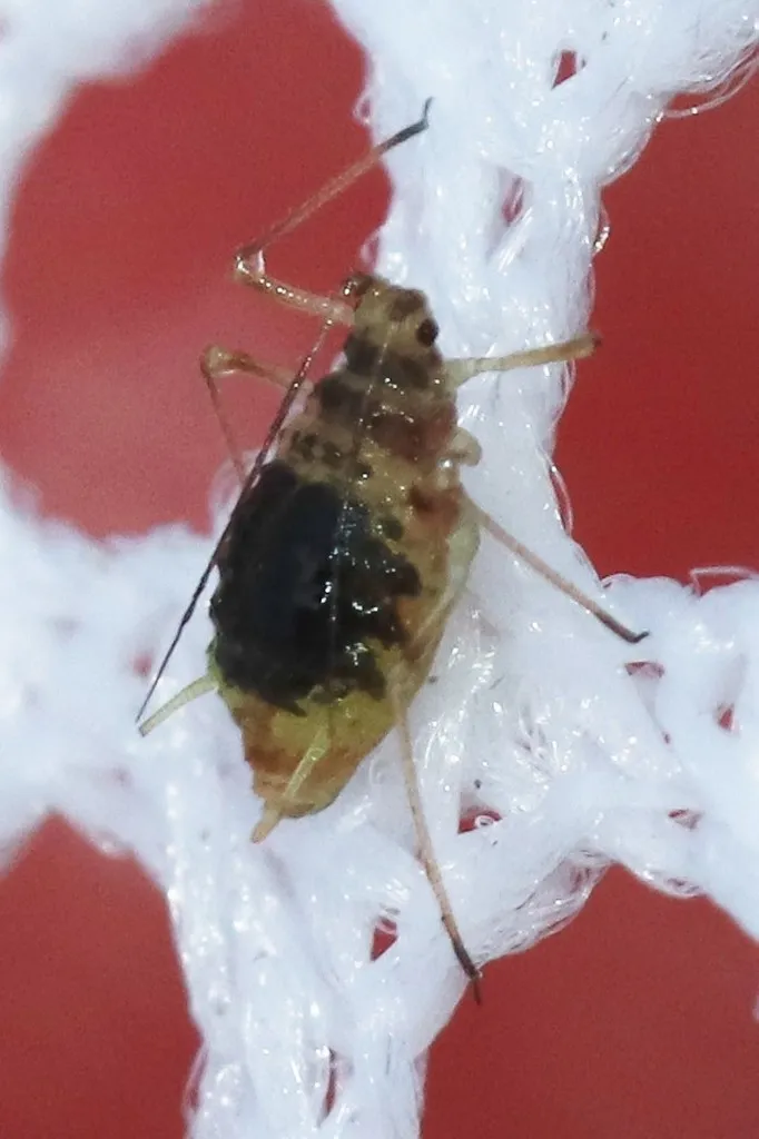 Nasonovia aquilegiae - photo 2