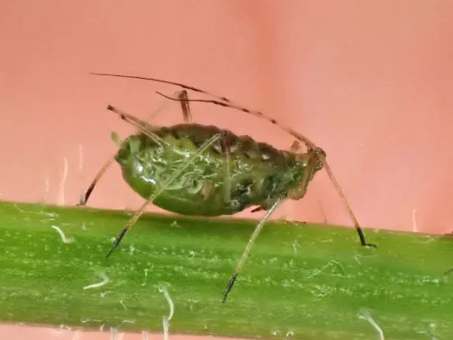 Nasonovia ribisnigri