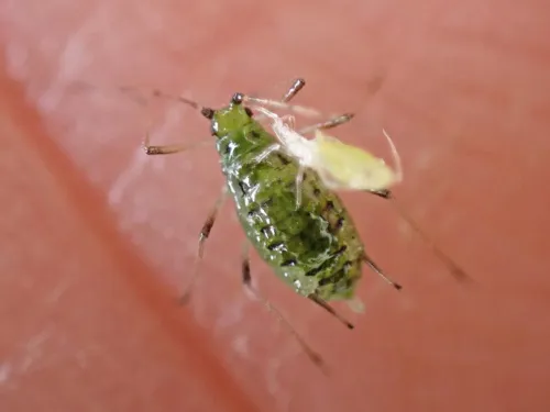 Nasonovia ribisnigri - photo 3