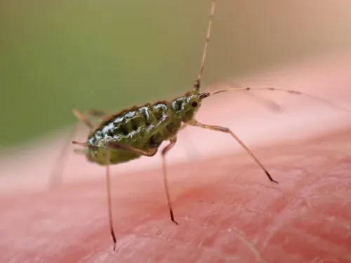 Nasonovia ribisnigri - photo 4