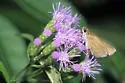 Julia's Skipper - Hodges#3994 - photo 2