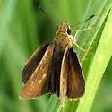 Julia's Skipper - Hodges#3994 - photo 3