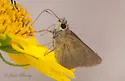 Julia's Skipper - Hodges#3994 - photo 4