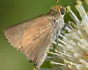 Julia's Skipper - Hodges#3994 - photo 5