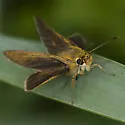 Swarthy Skipper - Hodges#3993