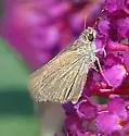 Swarthy Skipper - Hodges#3993 - photo 2