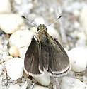 Swarthy Skipper - Hodges#3993 - photo 3