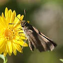 Swarthy Skipper - Hodges#3993 - photo 4