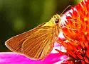 Swarthy Skipper - Hodges#3993 - photo 5
