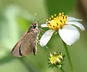 Neamathla Skipper - Hodges#3995