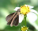 Neamathla Skipper - Hodges#3995 - photo 2