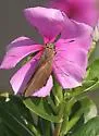 Neamathla Skipper - Hodges#3995 - photo 3