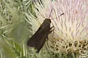 Neamathla Skipper - Hodges#3995 - photo 4