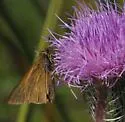 Neamathla Skipper - Hodges#3995 - photo 5