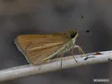 Pale-rayed skipper - Hodges#3991 - photo 2