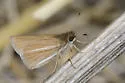 Pale-rayed skipper - Hodges#3991 - photo 3