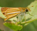 Pale-rayed skipper - Hodges#3991 - photo 4