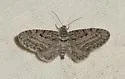 Nasusina inferior - Hodges#7606 - photo 2
