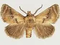 Natada lacipea - Hodges#4651.1